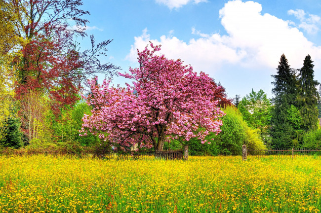 Обои картинки фото природа, деревья, цветы, весна, забор, цветение, луг