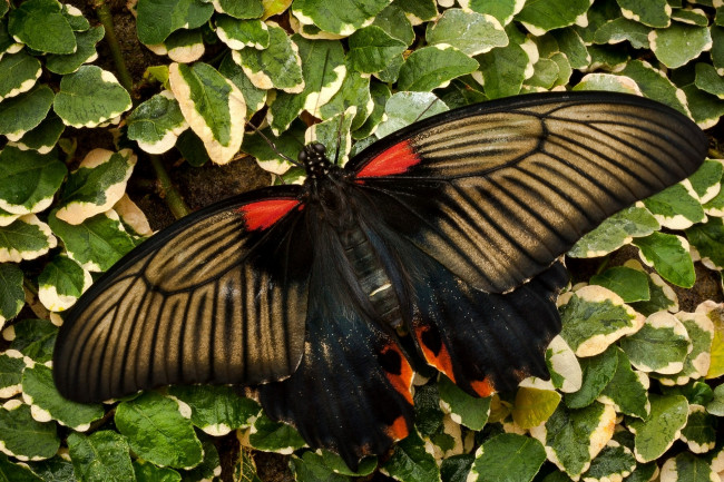 Обои картинки фото животные, бабочки, листья, крылья, пестрый