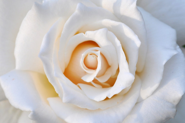 Обои картинки фото цветы, розы, белый, лепестки