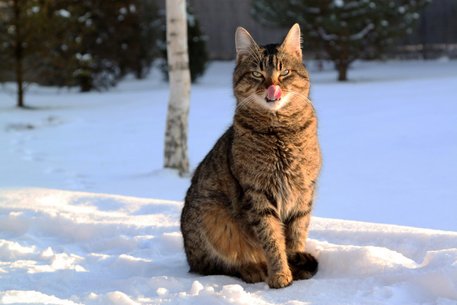 Обои картинки фото животные, коты, кошка, язык, снег, зима