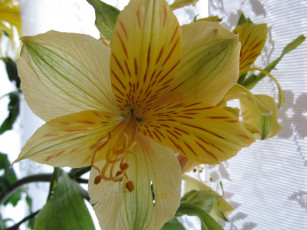 Картинка цветы альстромерия макро