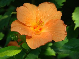 Картинка цветы гибискусы оранжевый