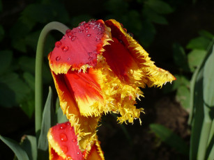 Картинка цветы тюльпаны махровый яркий капли