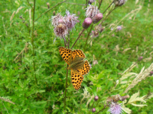 Картинка животные бабочки цветы луг бабочка трава