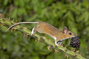 Картинка авт гэри кокс животные крысы мыши ягода ежевика древесная мышь