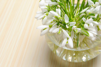 Картинка цветы подснежники белоцветник ландыши