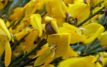 Картинка цветы улитка стебли желтые