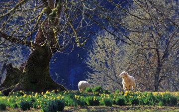 Картинка животные овцы бараны нарциссы деревья весна цветы