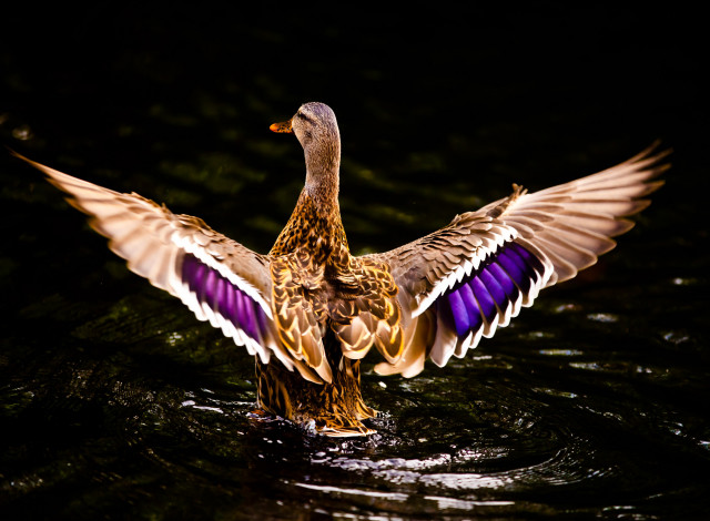 Обои картинки фото животные, утки, озеро, спина, крылья, утка