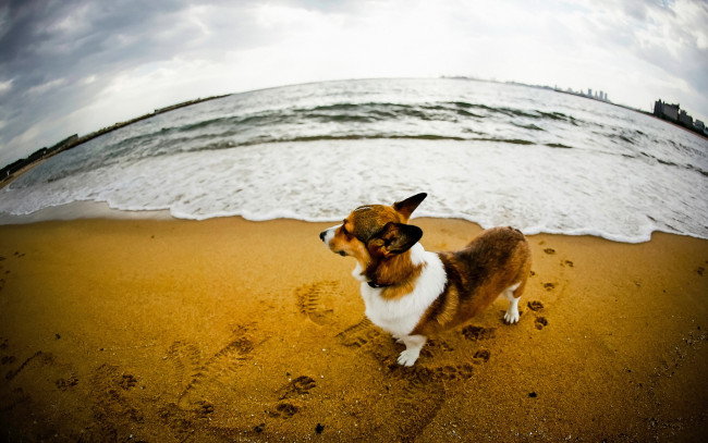 Обои картинки фото животные, собаки, собака, река, песок