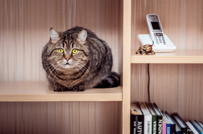 Обои картинки фото животные, коты, взгляд, книги, полки, телефон