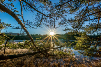 Картинка природа восходы закаты лес река ветки солнце сияние