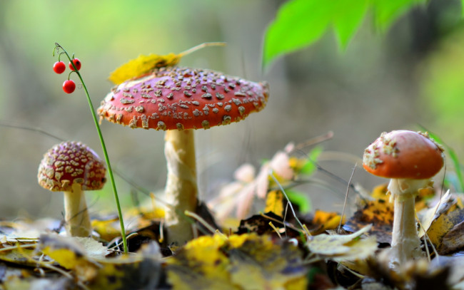 Обои картинки фото природа, грибы,  мухомор, лес