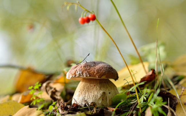 Обои картинки фото природа, грибы, белый, гриб, лес, листья, осень, сентябрь