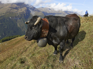 Картинка животные коровы +буйволы бык