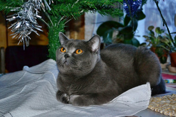 Картинка клеопатра животные коты кошка елка