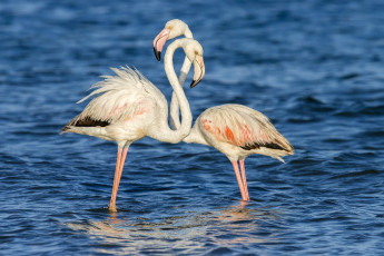 обоя животные, фламинго, птицы, вода, пара, море