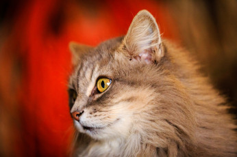 Картинка животные коты кот кошка пушистая взгляд кошак