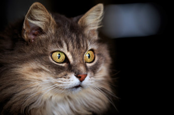 Картинка животные коты взгляд пушистая фон кошак кот кошка