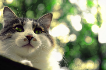 Картинка животные коты кошка кот кошак фон глаза взгляд