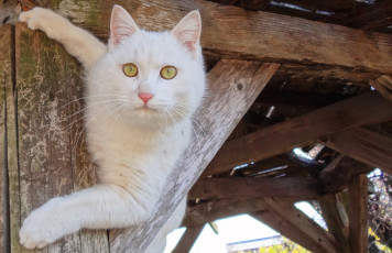Картинка животные коты белый взгляд киса коте