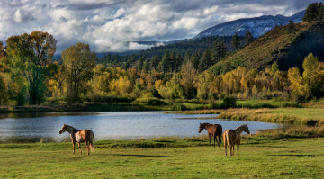 Картинка животные лошади река кони