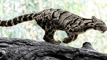 Картинка животные дымчатые+леопарды дымчатый леопард природа бревно дикая кошка хищник окрас