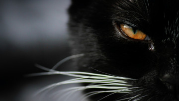 Картинка животные коты взгляд глаза котяра кошак