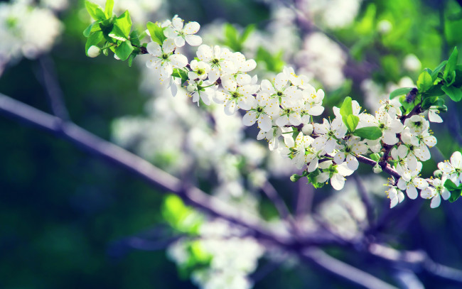 Обои картинки фото цветы, цветущие деревья ,  кустарники, цветение, ветка, цветки, дерево, весна