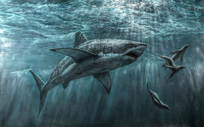 Обои картинки фото рисованное, животные,  рыбы, тюлень, хищник, море, акула