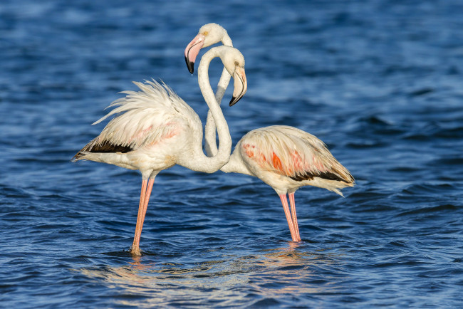 Обои картинки фото животные, фламинго, птицы, вода, пара, море