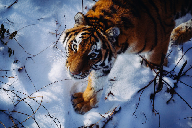 Обои картинки фото животные, тигры, хищник, дикая, кошка, взгляд, амурский, тигр, снег