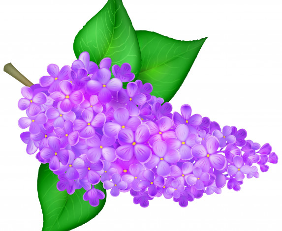 Обои картинки фото векторная графика, цветы , flowers, фон, цветы, лепестки