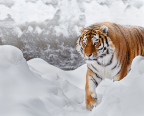 Картинка животные тигры амурский тигр