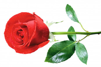 Картинка цветы розы красная роза