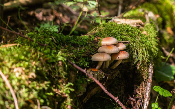 Картинка природа грибы мох лес