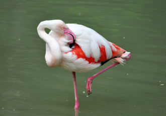 обоя животные, фламинго, озеро