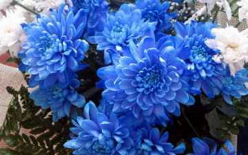 Картинка цветы хризантемы букет синие