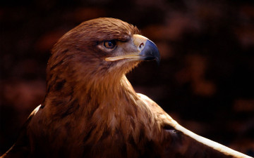 Картинка животные птицы+-+хищники орел беркут