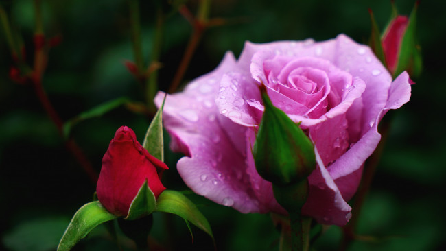 Обои картинки фото цветы, розы, бутоны, капли