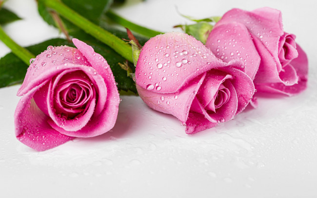 Обои картинки фото цветы, розы, розовые, бутоны, трио, капли