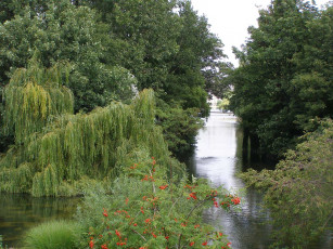 Картинка природа парк ива рябина деревья небо пруд