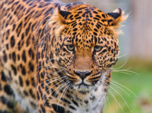 Картинка животные леопарды морда леопард смотрит стоит усы