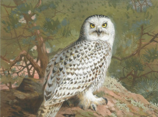 Картинка рисованные archibald thorburn