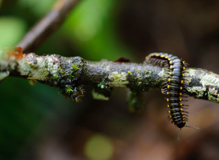 Картинка животные насекомые ветка сороконожка многоножка centipede