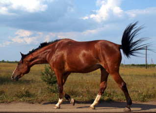 Картинка животные лошади кобыла хвост
