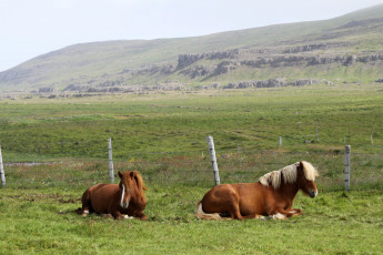 Картинка животные лошади кони трава природа