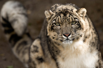 Картинка животные снежный барс ирбис морда взгляд леопард хищник