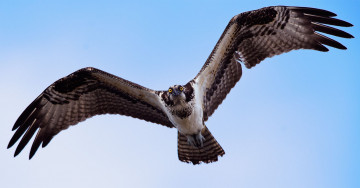 Картинка животные птицы хищники скопа osprey полёт крылья