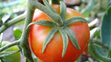Картинка природа плоды помидор ветка томаты